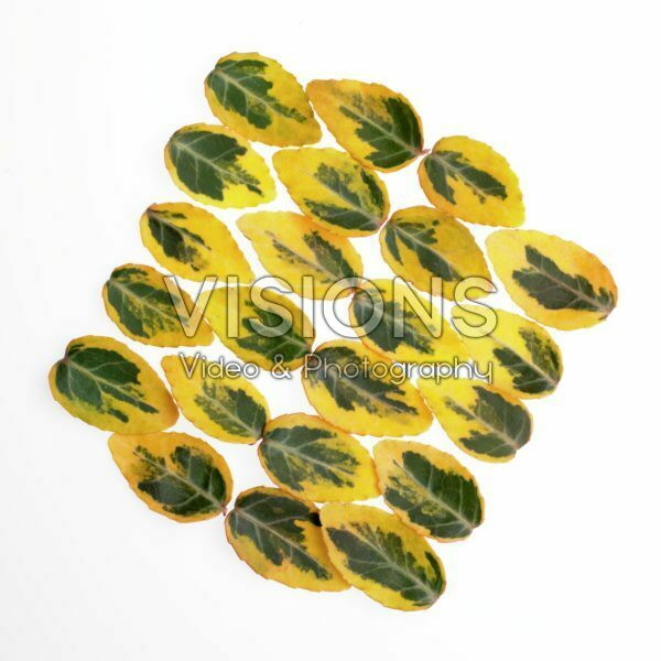 Euonymus leaves Euonymus leaves