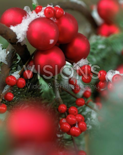 Ilex verticillata Ilex verticillata