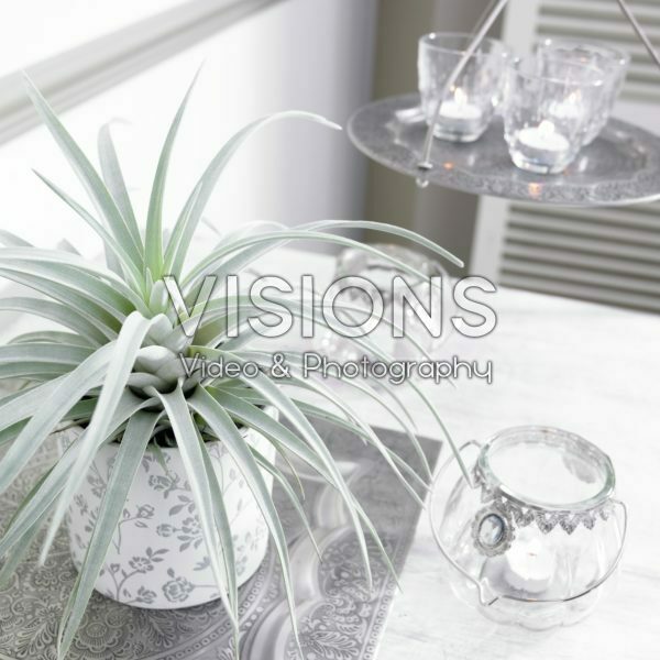 Tillandsia Tillandsia