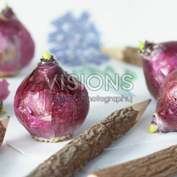 Hyacinthus bulbs