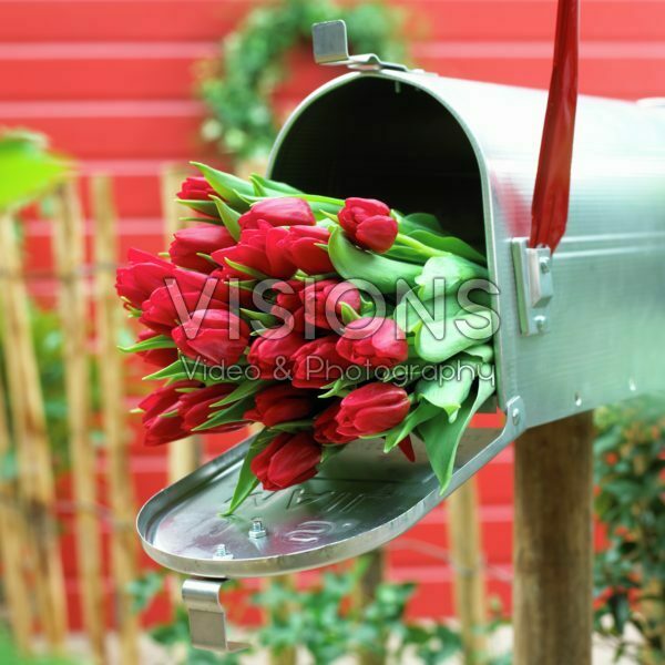 Red tulips in mailbox