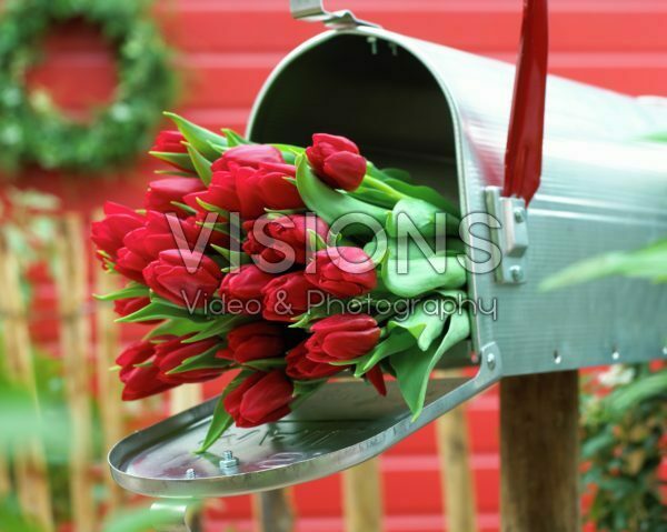 Red tulips in mailbox