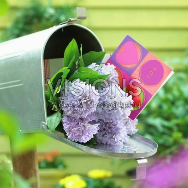 Hyacinten in brievenbus
