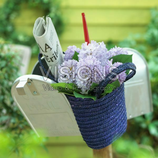 Hyacinths in mailbox