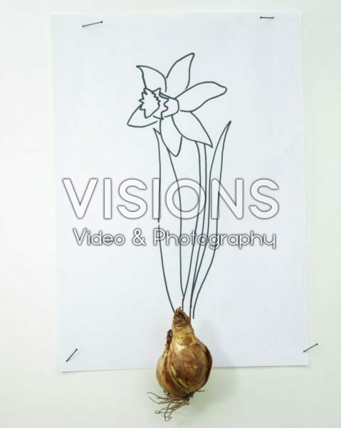 Narcissus bulb and sketch