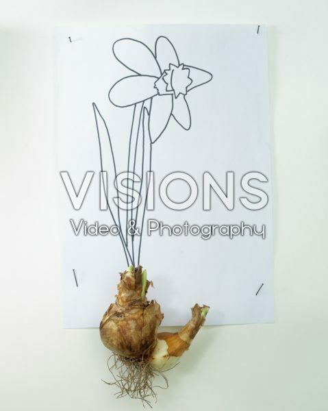 Narcissus bulb and sketch