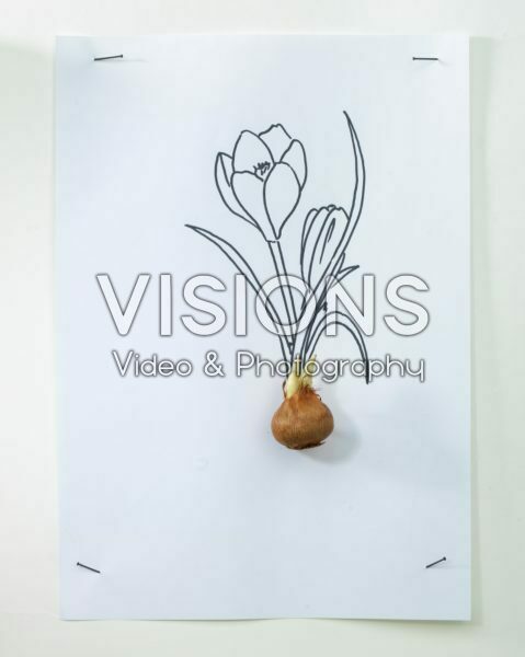 Crocus bulb and sketch