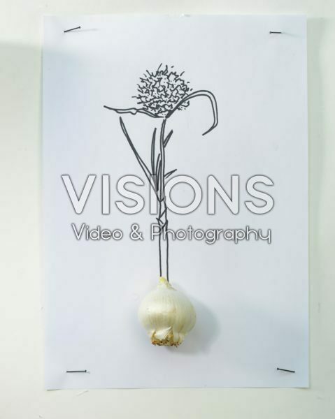 Allium bulb and sketch