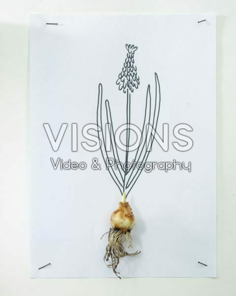 Muscari bulb and sketch