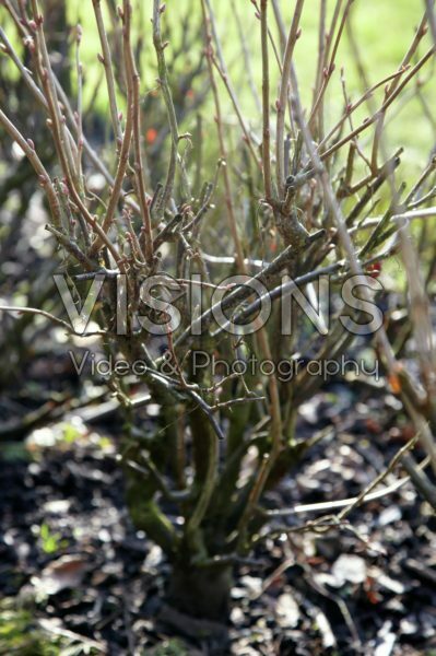 Ribes rubrum Ribes rubrum