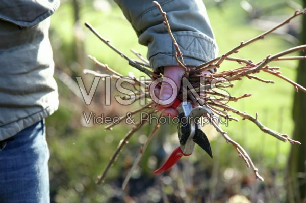 Holding pruned twigs Holding pruned twigs