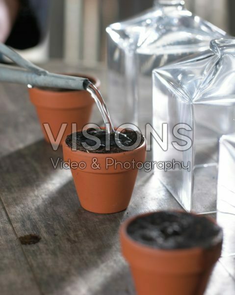 Watering pots with soil and seeds
