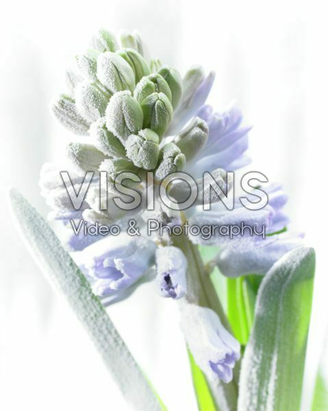 Bevroren Hyacinthus Bevroren Hyacinthus