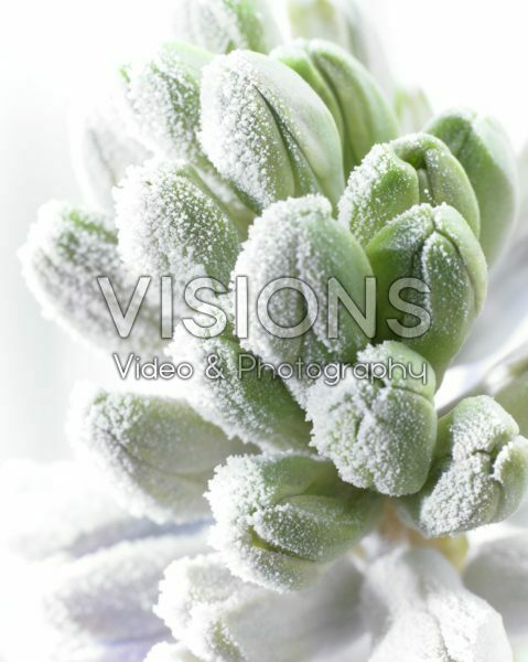 Bevroren Hyacinthus Bevroren Hyacinthus