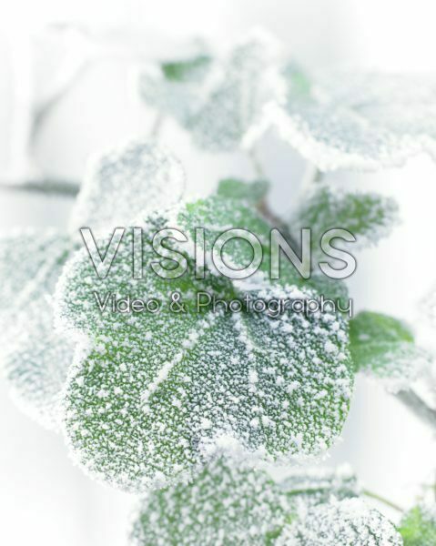 Bevroren Hedera blad