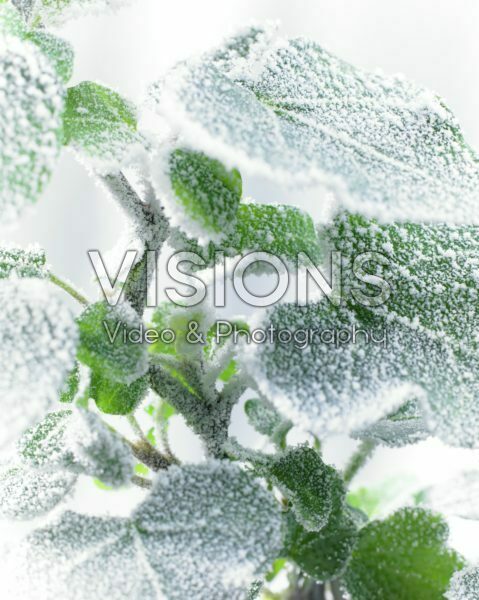 Bevroren Hedera blad Bevroren Hedera blad