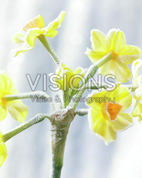 Bevroren Narcissus Bevroren Narcissus