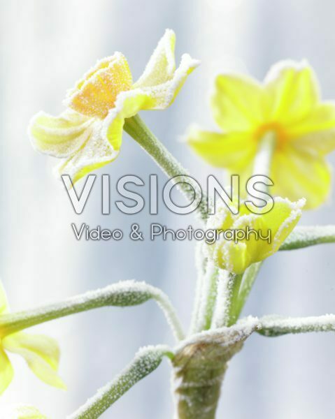 Bevroren Narcissus Bevroren Narcissus