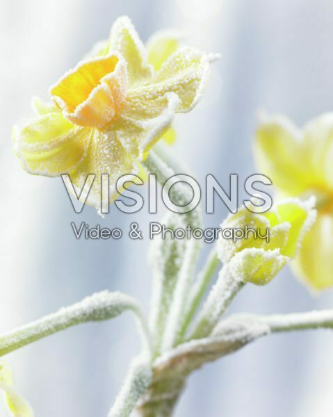 Bevroren Narcissus Bevroren Narcissus