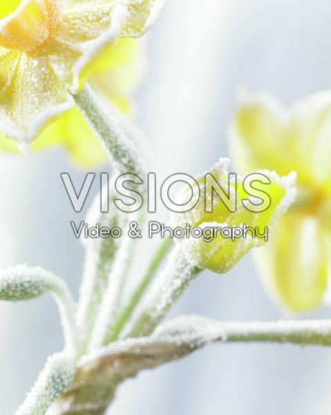 Bevroren Narcissus Bevroren Narcissus