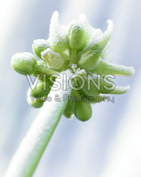 Bevroren Ornithogalum arabicum Bevroren Ornithogalum arabicum