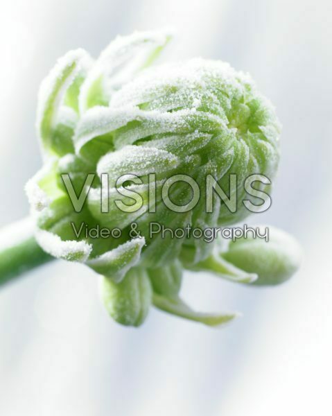 Bevroren Ornithogalum arabicum Bevroren Ornithogalum arabicum