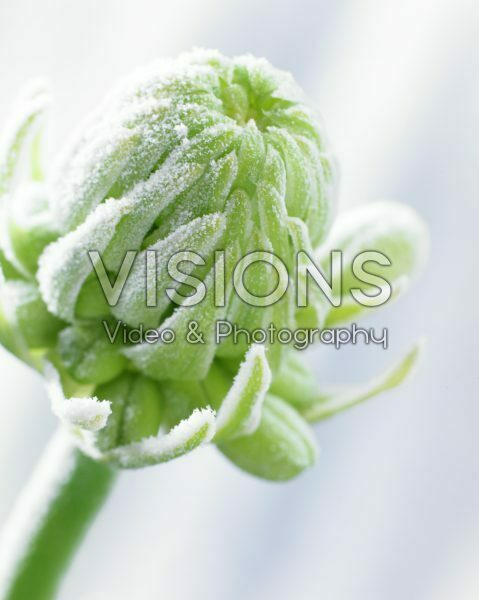 Bevroren Ornithogalum arabicum Bevroren Ornithogalum arabicum