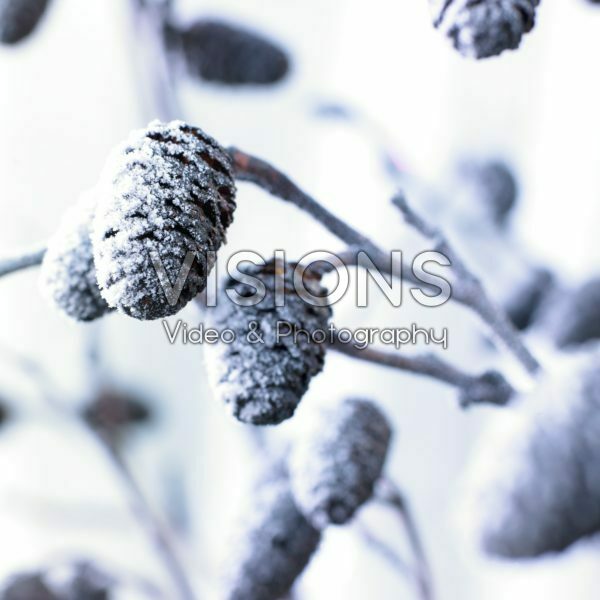 Bevroren Alnus glutinosa Bevroren Alnus glutinosa