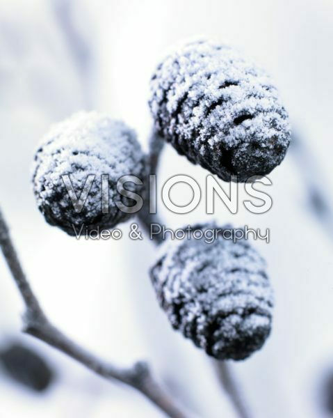 Bevroren Alnus glutinosa Bevroren Alnus glutinosa