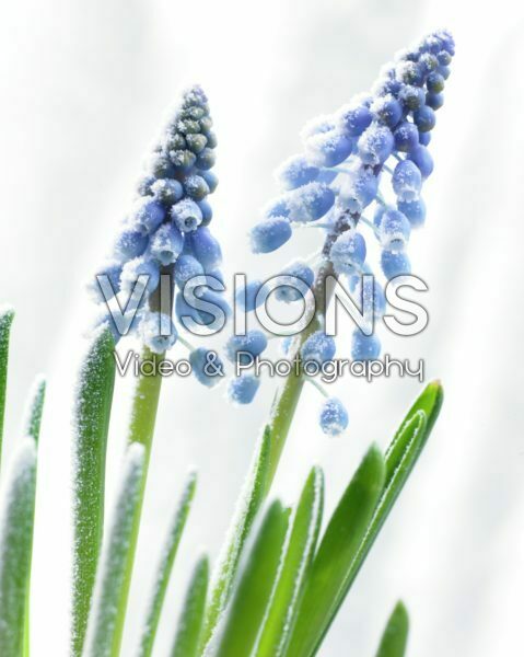 Bevroren Muscari armeniacum Bevroren Muscari armeniacum