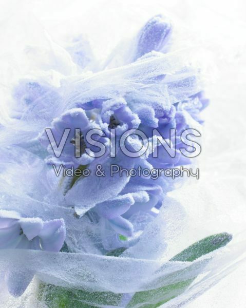 Bevroren Hyacinthus Bevroren Hyacinthus