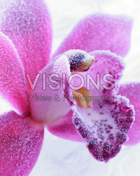 Bevroren orchidee Bevroren orchidee