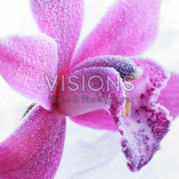 Bevroren orchidee Bevroren orchidee