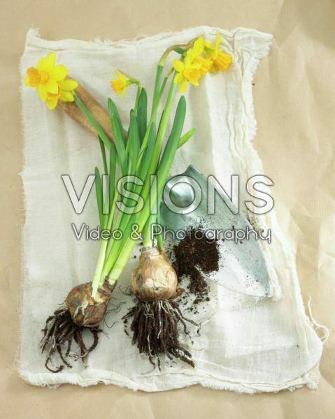 Daffodil flowers and bulbs