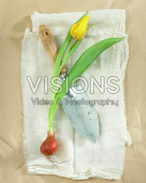 Tulip flower and bulb