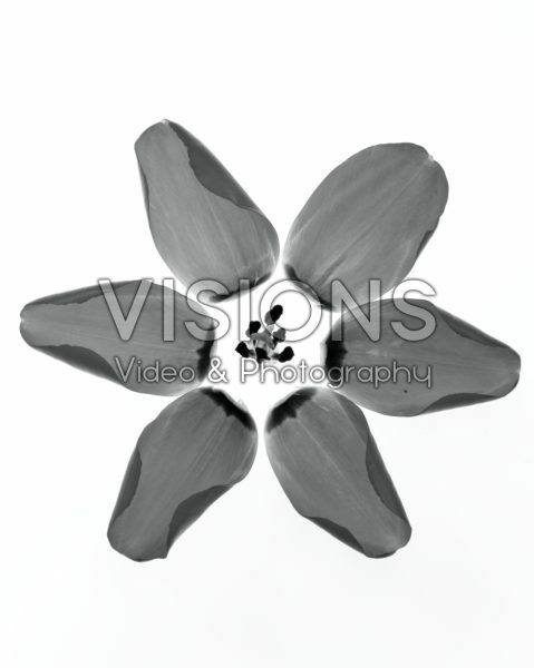 Tulip petals Tulip petals