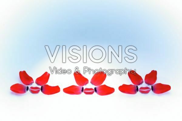 Tulip petals Tulip petals