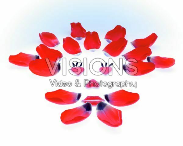 Tulip petals Tulip petals