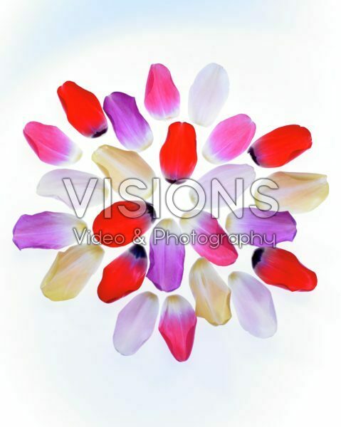 Tulip petals Tulip petals