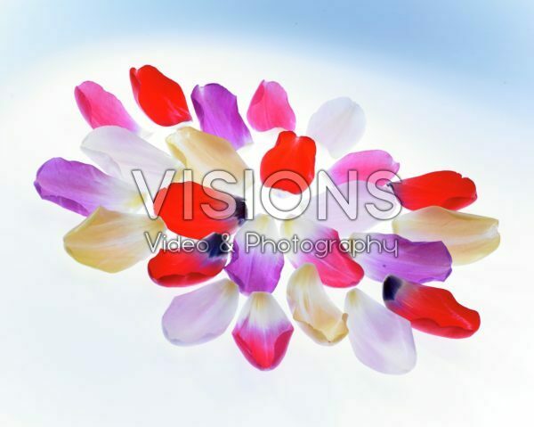 Tulip petals Tulip petals