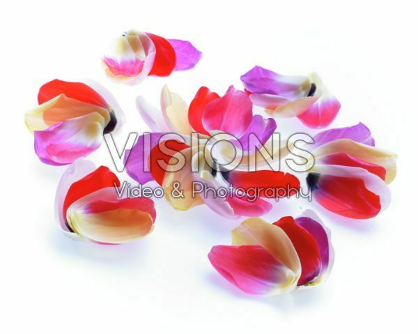 Tulip petals Tulip petals