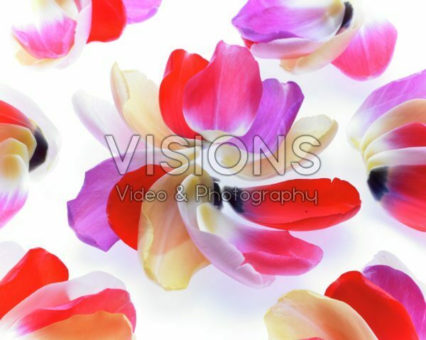 Tulip petals Tulip petals