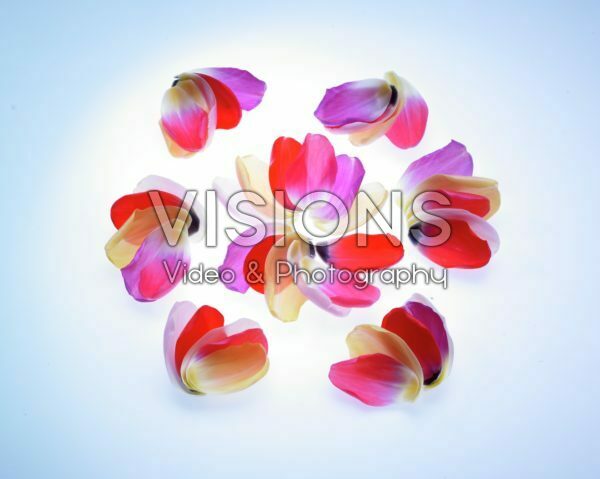 Tulip petals Tulip petals