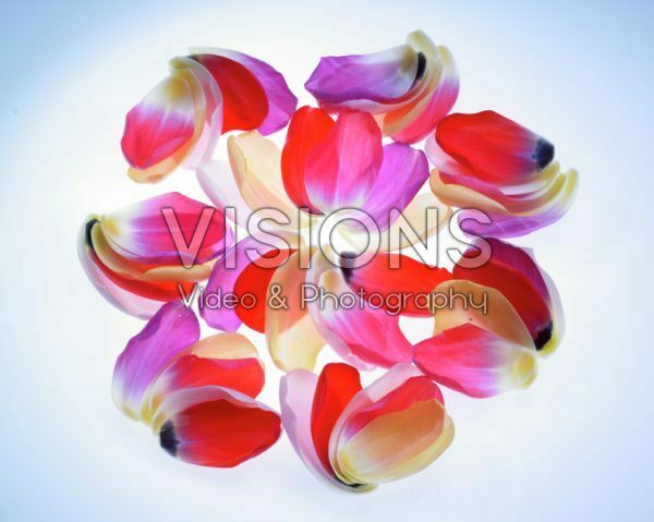 Tulip petals Tulip petals