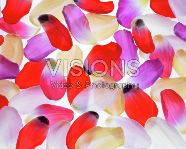 Tulip petals Tulip petals