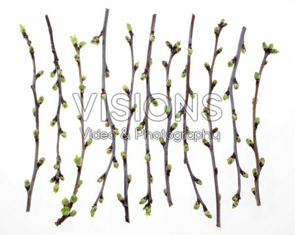 Cherry blossom twigs Cherry blossom twigs