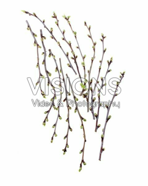 Cherry blossom twigs Cherry blossom twigs