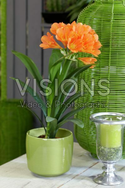 Clivia miniata Clivia miniata
