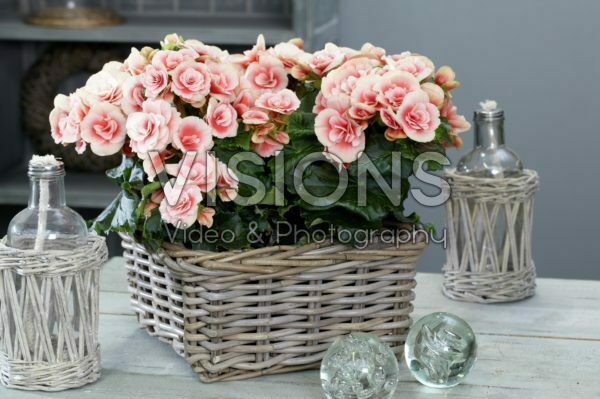 Begonia elatior Borias Begonia elatior Borias