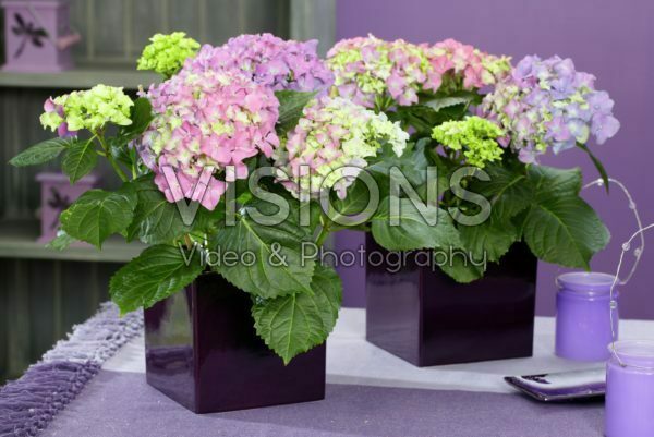 Hydrangea macrophylla Blaumeise Hydrangea macrophylla Blaumeise